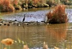 ...nel fiume