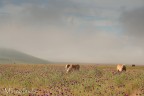 Partenza all'alba in moto per il Piangrande di Castelluccio, la nebbia si dirada alzando il sipario al classico spettacolo reso "pastello" dalla luce ancora filtrata dall'umidit. Ero e sono alle prime armi, foto scattata a mano libera e d'istinto.