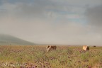 Partenza all'alba in moto per il Piangrande di Castelluccio, la nebbia si dirada alzando il sipario al classico spettacolo reso "pastello" dalla luce ancora filtrata dall'umidit. Ero e sono alle prime armi, foto scattata a mano libera e d'istinto.