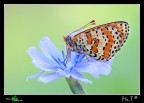 Melitaea didyma
Canon 40D, Tamron 180mm, f/10, 1/6, ISO 320, +0.67 EV, treppiedi, scatto remoto, 1 pannello riflettente e 2 pannelli diffusori sia per bloccare la luce diretta che per schermare il vento.

[url=http://i739.photobucket.com/albums/xx37/antoninolaspina/melitaea_1200px.jpg][b]Immagine a 1200px[/b][/url]