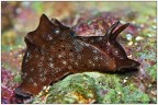 Dati di scatto: 90mm, f20, 1/60, ISO 100, flash con diff

HR: http://s7.imagestime.com/out.php/i519876_HR.jpg

Fotografata in acquario questa Aplysia credo sia la puntacta lunga appena 1, 5 cm  un mollusco opistobranchio della famiglia Aplysiidae.

commenti e creitiche come sempre ben gradite

saluti
Francesco