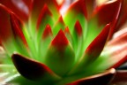 Cuore di cactus