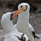 Un momento prima. Sule mascherate, Galpagos