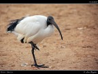 Ibis Sacro