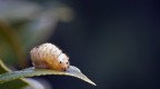 Larva