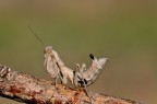 Ameles spallanzania