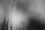 tra la nebbia