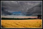 Ho cercato di seguire i vostri consigli...
Effettivamente cos  migliorata,  ancora un po' poco nitida, sopratutto nel grano.
Buona giornata a tutti.