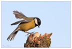 Parus.