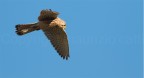 Gheppio in volo 2