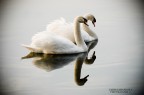 --- LOVE ---