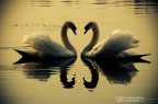 --- HEARTH ---