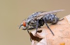 the old fly