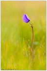 Dati di scatto: 90 mm, 1/250, f5.6, ISO 200, macchina raso terra

HR: http://s7.imagestime.com/out.php/i524865_HR.jpg

Credo si tratti di un Anemone sp. lascio cmq la parola agli esperti,  la prima che lo vedo anche perch dalle mie parti l'anno scorso nn ne ho visto manco uno. Purtroppo la luce nn era ottima, infatti l'ho trovato mentre stavo andando in macchina per chiudere l'escursione di domenica.

spero sia di vostro gradimento
un saluto
Francesco