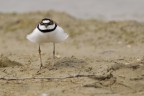 Corriere piccolo (Charadrius dubius)