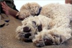 trep(p)piedi relax :-)
