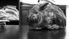 ISO 200
F 3.6
Tv 1/20