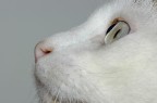 Profilo felino