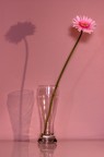 Tutto rosa...