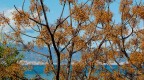 Il mare oltre i rami 2