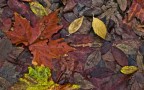 Foglie d'autunno