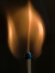 tulipano di....fuoco!!