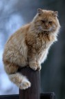 Solo un gatto