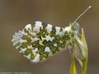 Stamattina sono uscito per fotografare orchidee ed eccola la su un bocciolo di Ophrys panormitana, il  troppo vento ha condizionato non poco lo scatto. Il primo che inventer un qualche aggeggio per contrastare il vento diventer ricco.

Canon EOS , 1/15 , Av 10.0, ISO 200
Obiettivo	180mm tamron

versione 1200pxl
http://img132.imageshack.us/img132/8081/img83041.jpg

graditi commenti e critiche