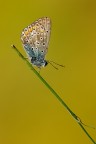 ...Aricia Aegestis