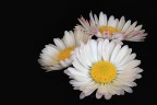 primavera