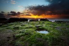 Il verde manto del mare