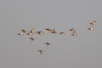volo di Moriglioni