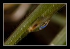 Canon 50D
Canon 60 mm. macro
Distanza cm. 21
F: 5.6 1/320 ISO 160