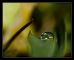 Canon 50D
Canon 60 mm. macro
Distanza cm. 21
F: 7.1 1/320 ISO 160