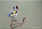 Cardellino