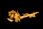 painting with light