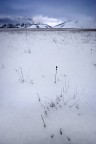 Life in the snow?