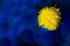 A voi......   
....un sole  di mimosa, 
per illuminare il vostro sorriso 
e renda la giornata pi gioiosa.  
Non sia solo questa ricorrenza 
a ricordare la vostra importanza. 

 Fabrizio