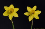 narcisi..