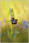 Dati di scatto: 150mm, f9, 1/140, ISO 320, macchina rasoterra, vento tanto vento.

HR: http://s7.imagestime.com/out.php/i527370_HR.jpg

Magnifica orchidea selvatica trovata ieri pomeriggio nei pressi di Erice in compagnia del mio amico Antonio, appena tornati da Levanzo per un report fotografico ci siamo diretti in un posto dove solitamente troviamo parecchie orchidee, questa nn l'avevamo mai vista anzi se qualcuno sa dirmi di che specie si tratta non posso che ringraziare.
Un saluto
Francesco