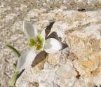 Bucaneve &quot;al sole&quot; - esperimento di macro