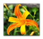 Une bel fiore