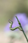 Biston Betularia