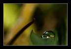 Canon 50D
Canon 60 mm. macro
Distanza cm. 21
F: 7.1 1/320 ISO 160
Foto corretta
