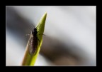 Canon 50D
Canon 60 mm. macro
Distanza cm. 21
F: 5.6 1/320 ISO 16