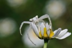 Sul fiore bianco