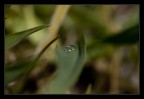 Canon 50D
Canon 60 mm. macro
Distanza cm. 21
F: 7.1 1/320 ISO 160
Originale