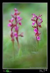 Scatto di questa nuova stagione a delle bellissime orchidee selvatiche, purtroppo  di un mese fa e non ho pi avuto tempo per fare un'altra uscita....chiss per i campi quanta roba ci sar adesso da fotografare.....spero di trovare un p di tempo presto!
Canon 40D, Tamron 180mm, f/3.5, 1/60, ISO 100, +0.33 EV, treppiedi, scatto remoto, diffusore per schermare un p il vento.

[url=http://i739.photobucket.com/albums/xx37/antoninolaspina/orchis_collina_1200px.jpg][b]Immagine a 1200px[/b][/url]