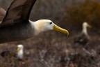 Albatros, Galpagos 2010. Canon 30D, 70/200 Canon F4 is, 1/640 f8 200 iso.