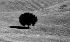 Solitario